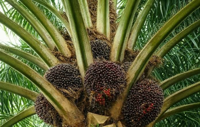 Produk Indonesia yang Banyak Diekspor ke Dunia